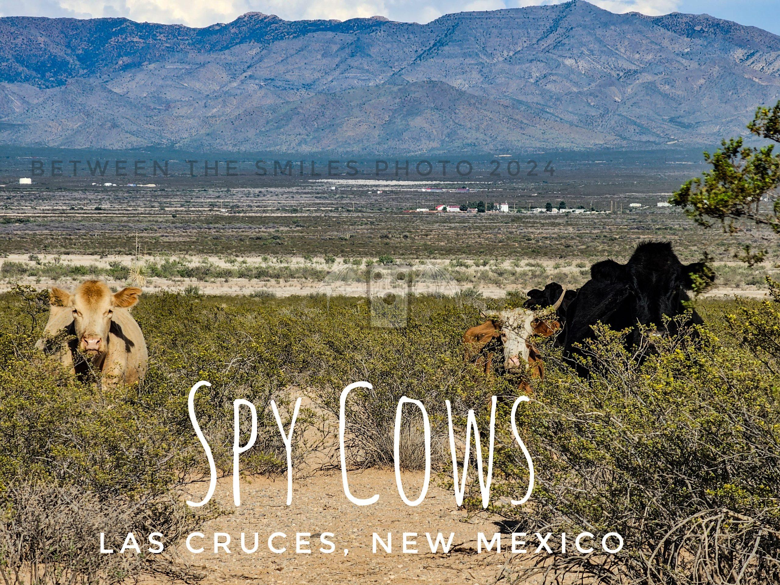 Spy Cows
